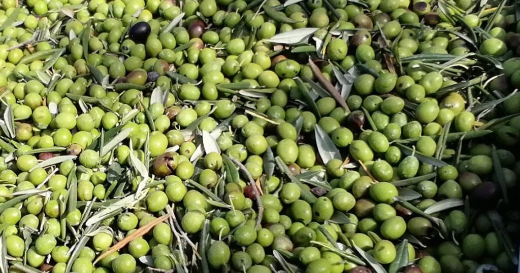 il nuovo mercato agricolo ti porta direttamente dal produttore