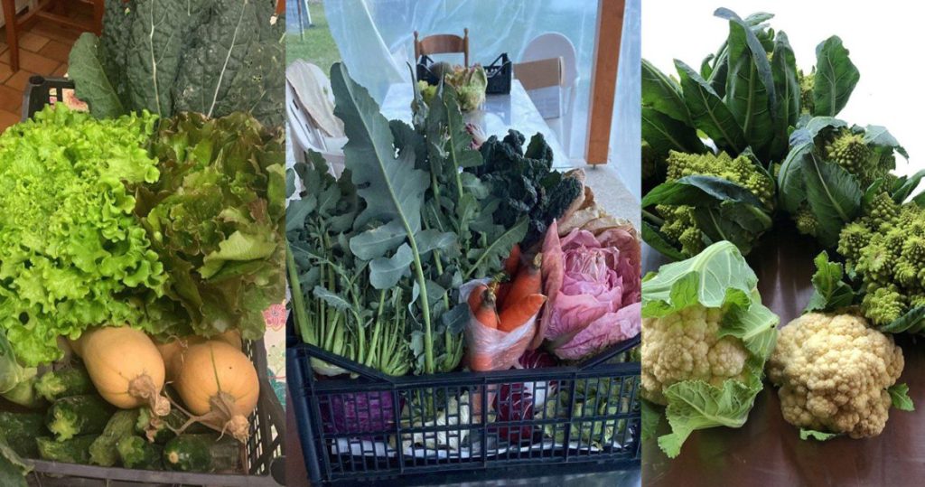 il nuovo mercato agricolo ti porta direttamente dal produttore il nuovo mercato agricolo ti porta direttamente dal produttore
